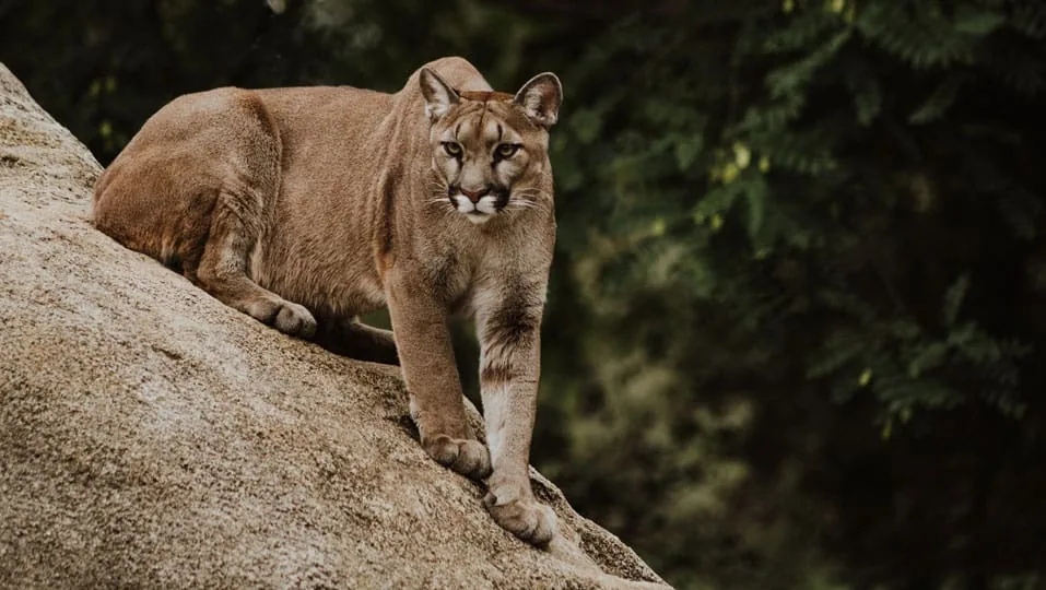 Fauna del desierto