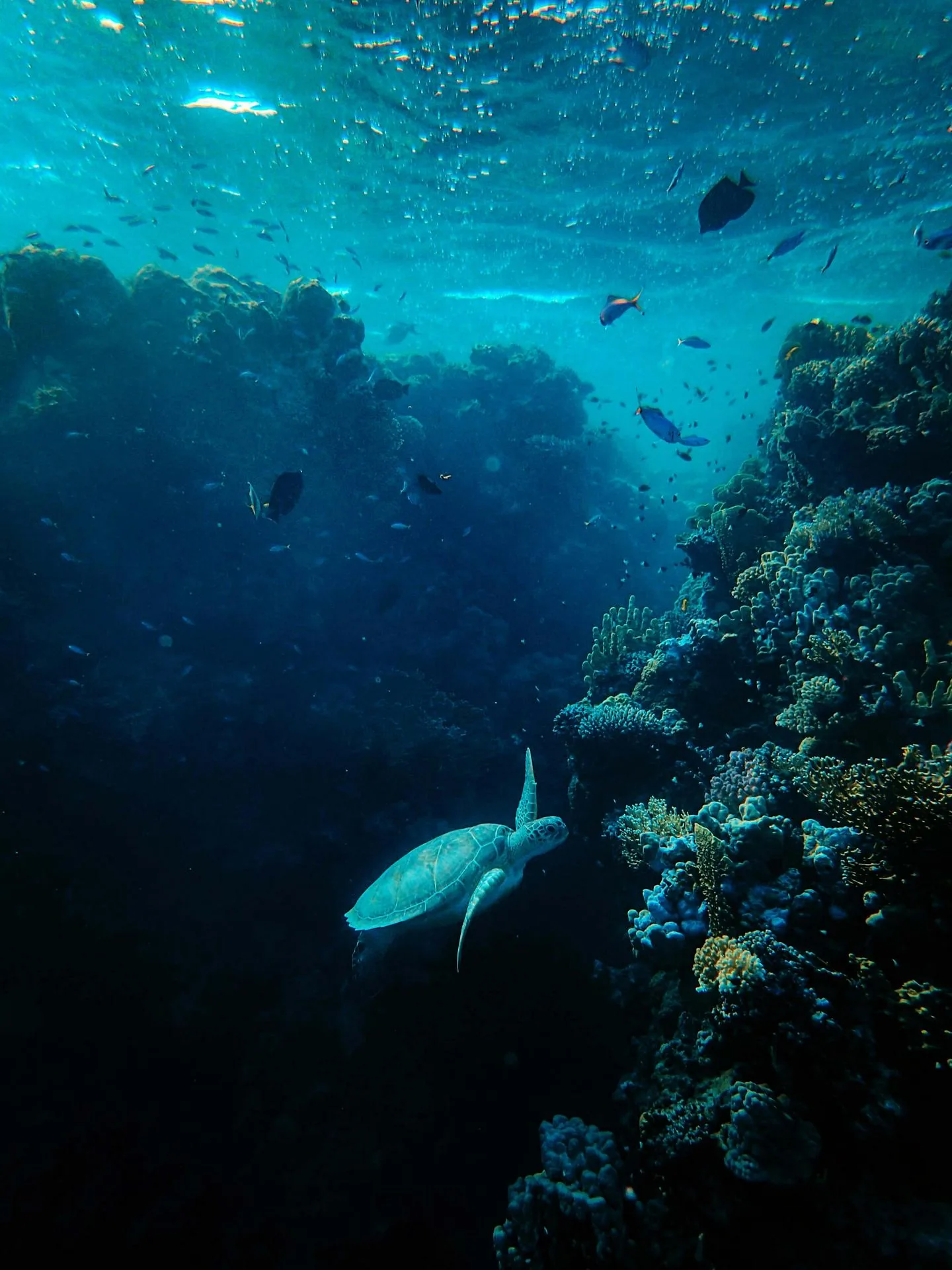 Vida bajo el mar