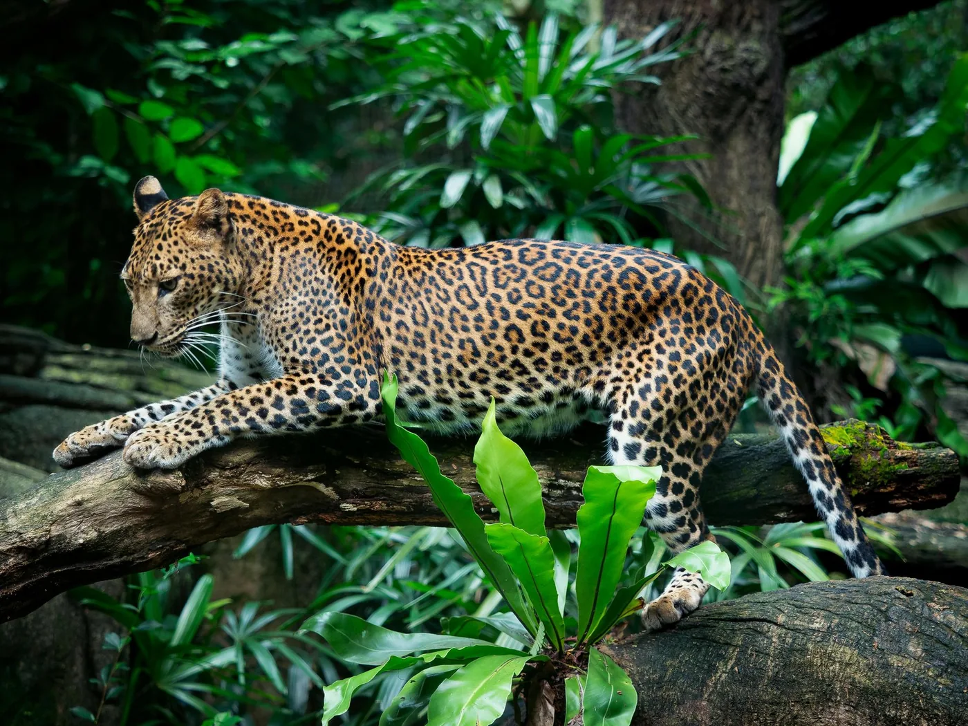 Flora y Fauna · Sur de México