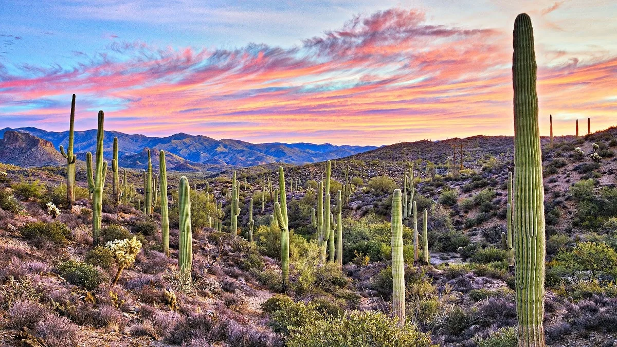 Flora y Fauna, Norte de México