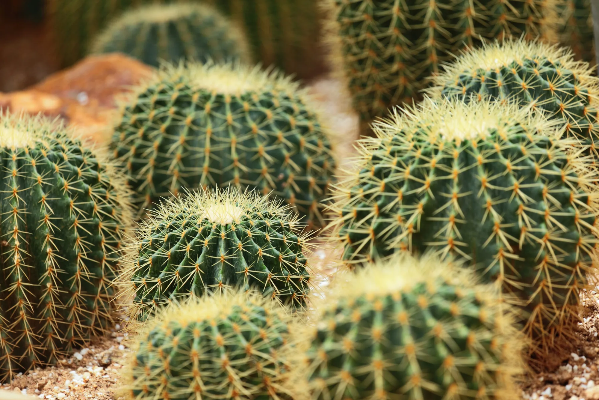 Flora y Fauna, Centro de México